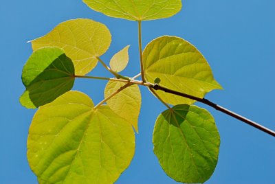 Idesia polycarpa - idesie mnohoplodá - listy